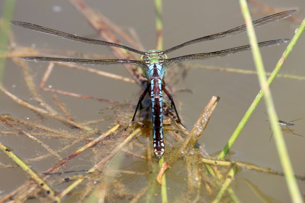 Anax imperator femmina